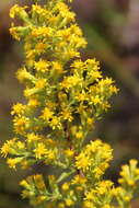 Image of downy goldenrod