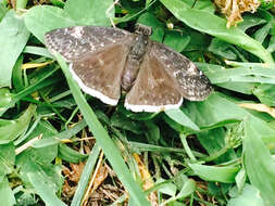 Image of Funereal Duskywing