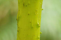 صورة Gunnera petaloidea Gaudich.