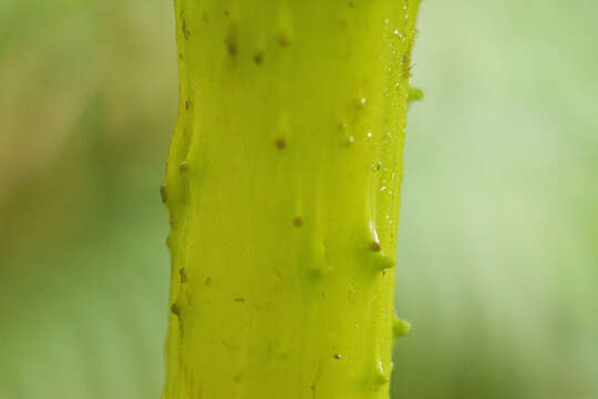 صورة Gunnera petaloidea Gaudich.