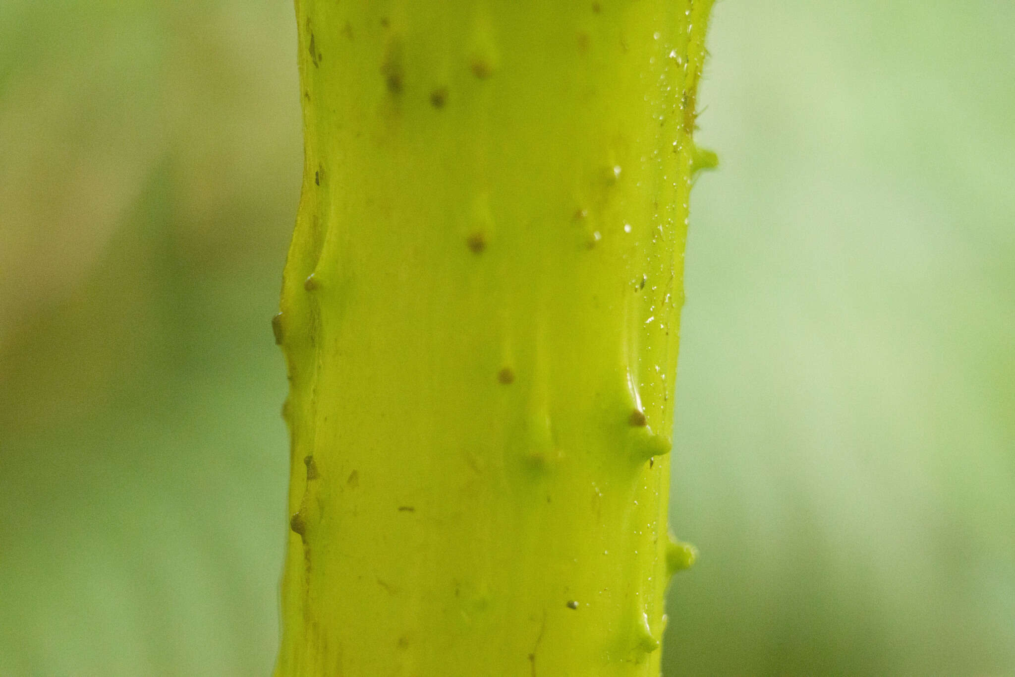 صورة Gunnera petaloidea Gaudich.