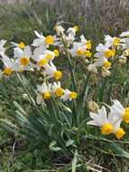 Image of Narcissus tazetta subsp. tazetta