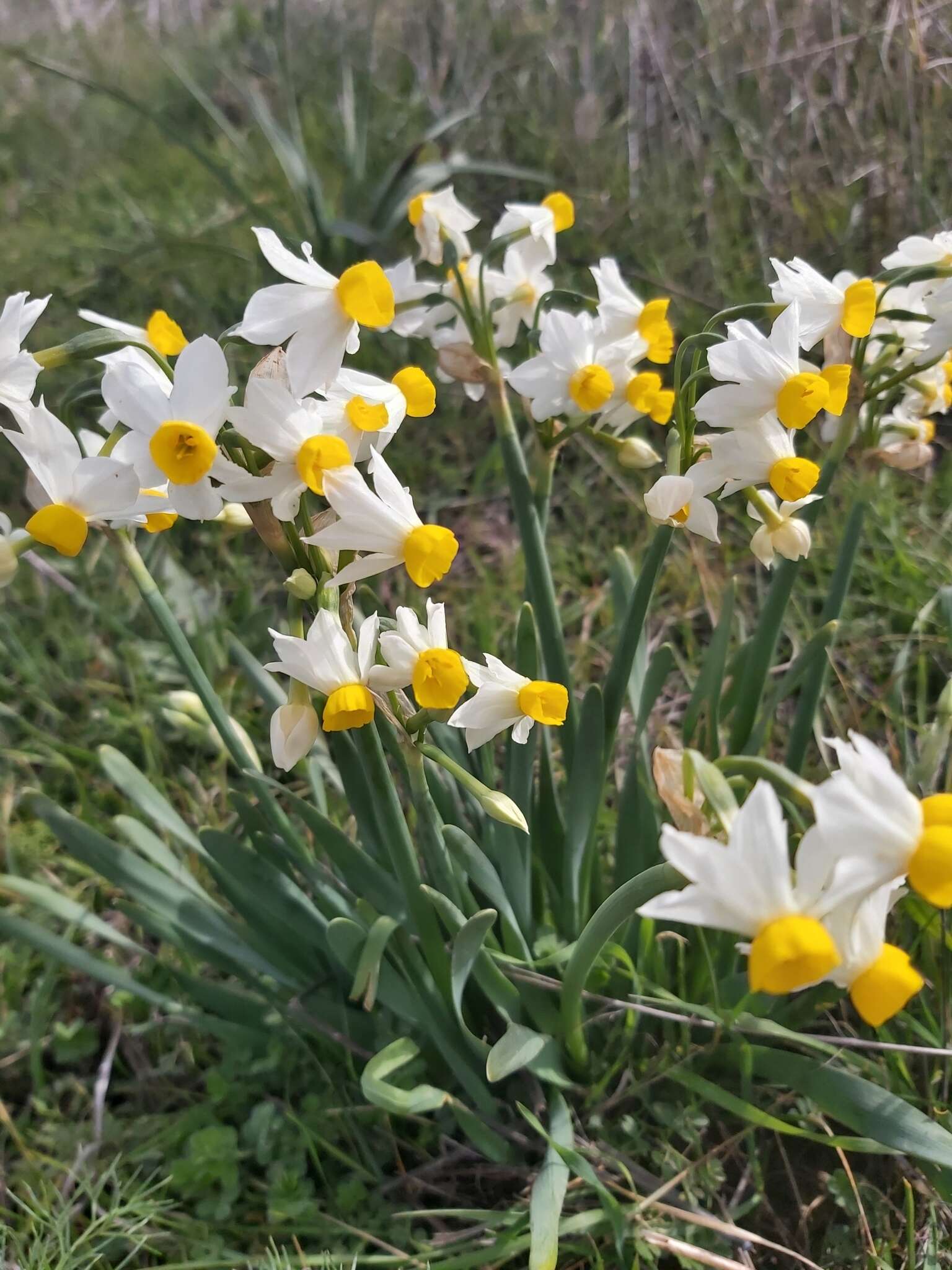 Narcissus tazetta subsp. tazetta的圖片