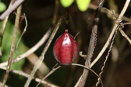 Imagem de Passiflora rubra L.