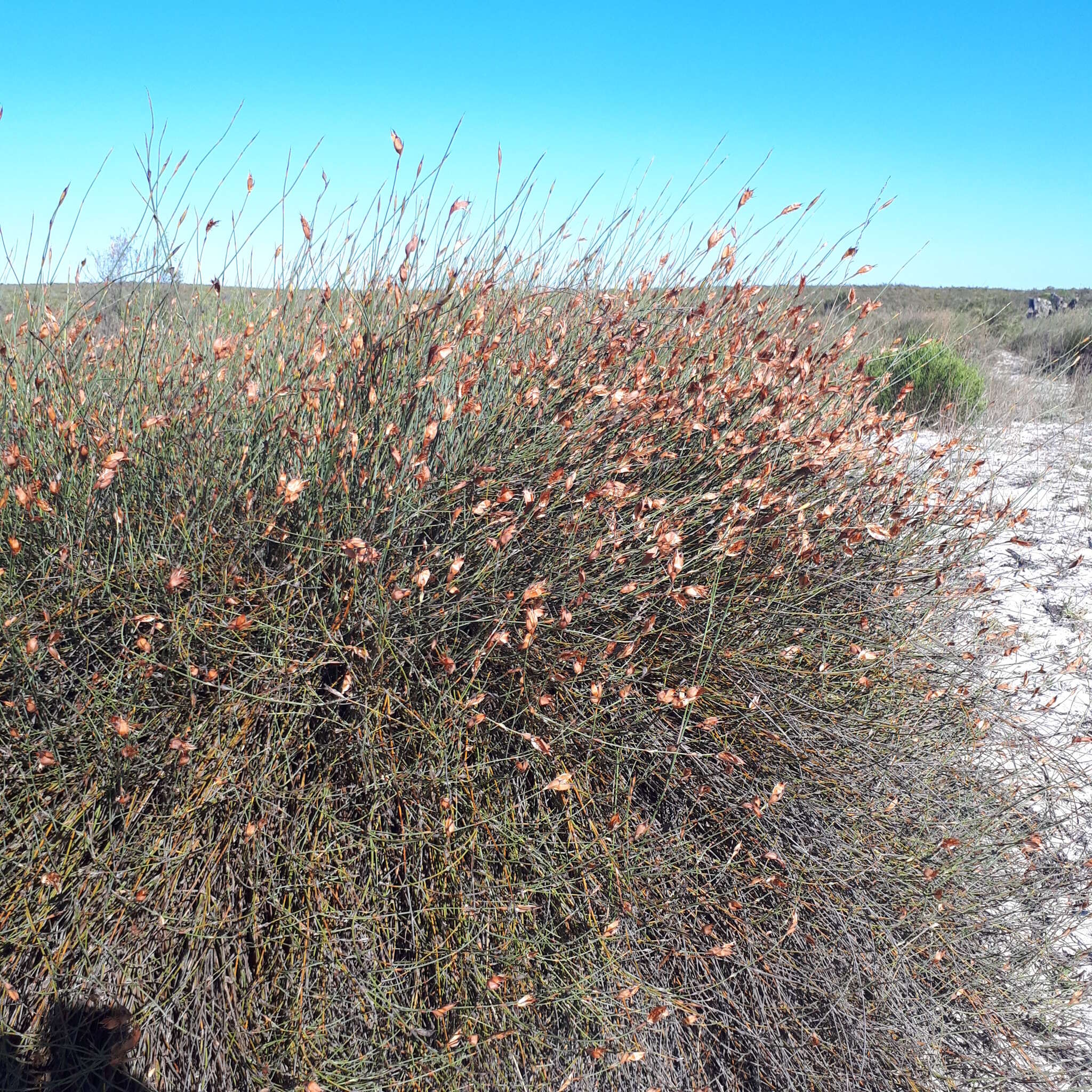 Imagem de Willdenowia incurvata (Thunb.) H. P. Linder