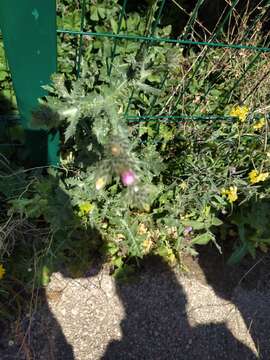 Image of Plumeless thistle