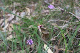 Image of Carousel spider orchid