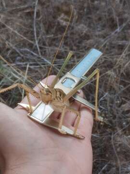 Image of Anatolian Predatory Bush-cricket