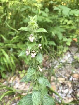 Sivun Stachys alpina L. kuva