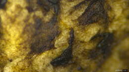 Image of Heliogaster columellifer (Kobayasi) Orihara & K. Iwase 2010