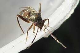 Image of Leaf bug