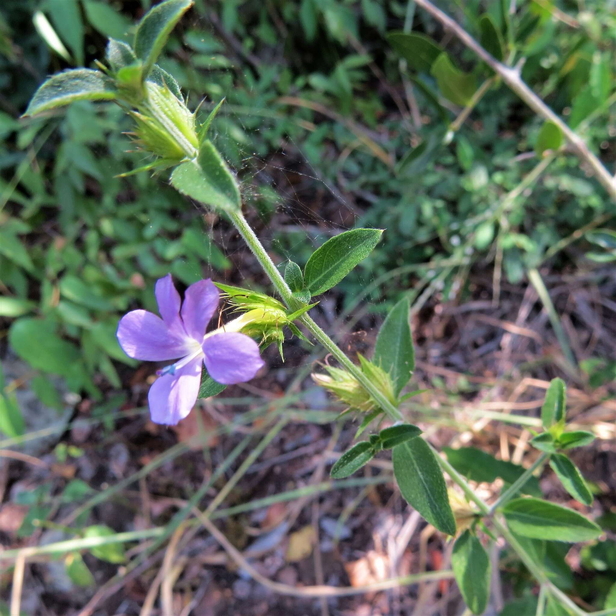 صورة Barleria saxatilis Oberm.