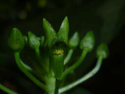 Image of Malaxis lepanthiflora (Schltr.) Ames