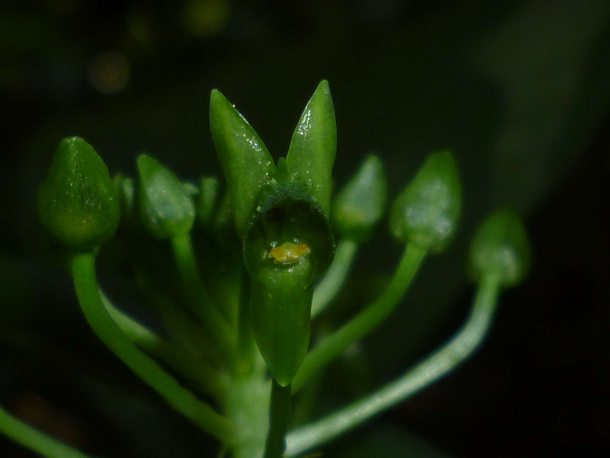 Image of Malaxis lepanthiflora (Schltr.) Ames