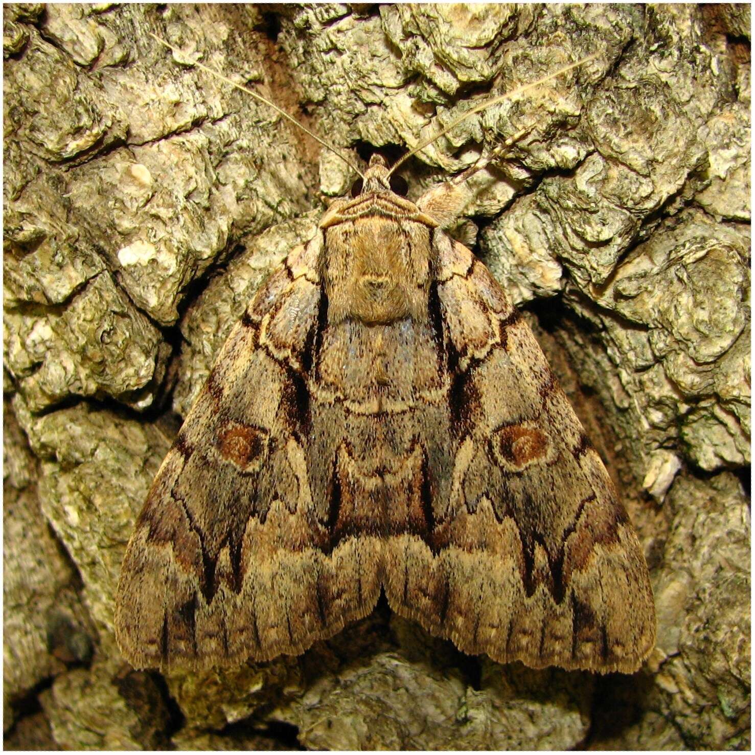 Image of <i>Catocala luctuosa</i>