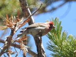 Image of Cassin's Finch