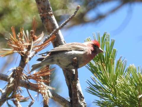 Image of Cassin's Finch