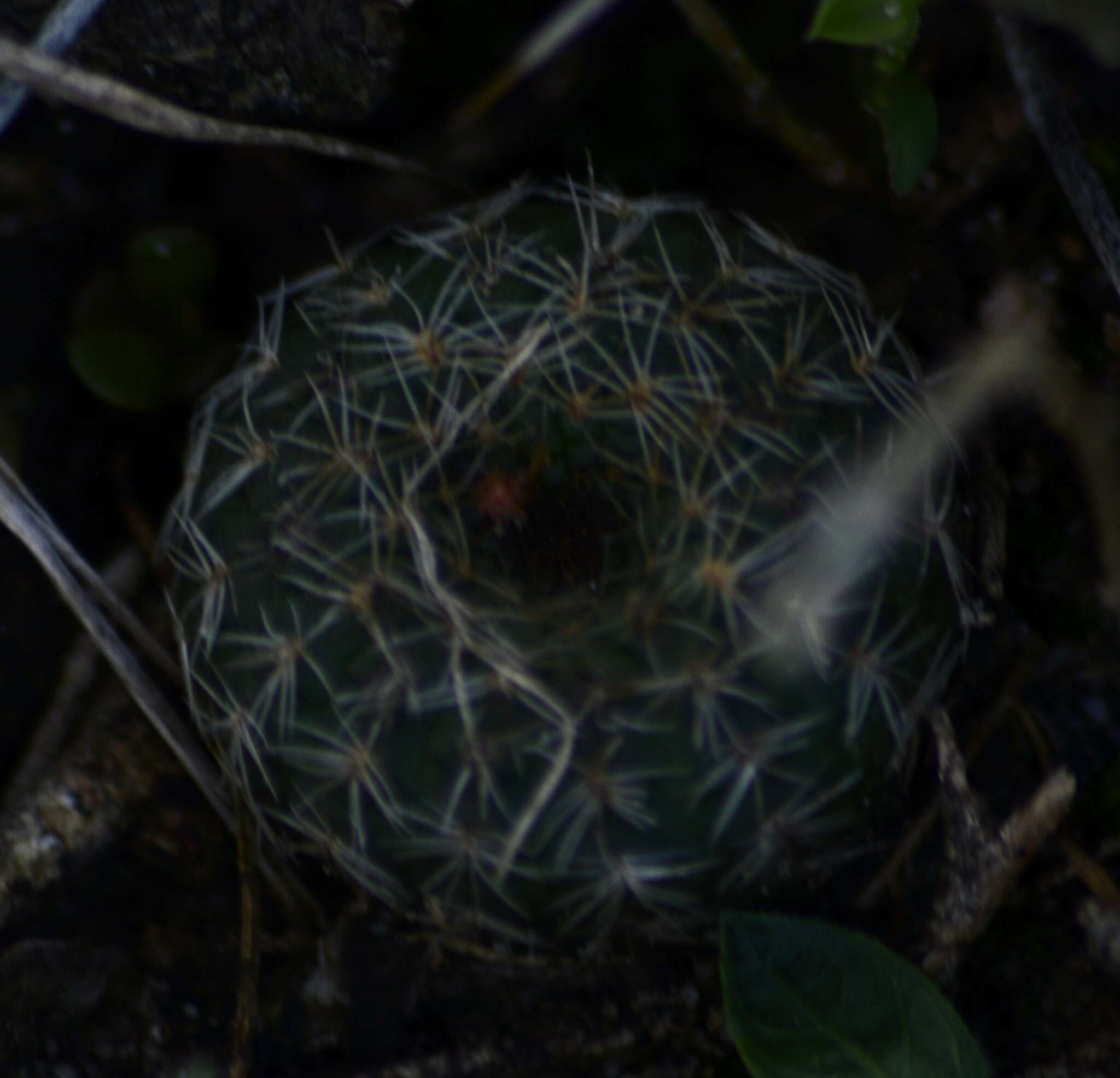 Plancia ëd Frailea schilinzkyana (F. Haage ex K. Schum.) Britton & Rose