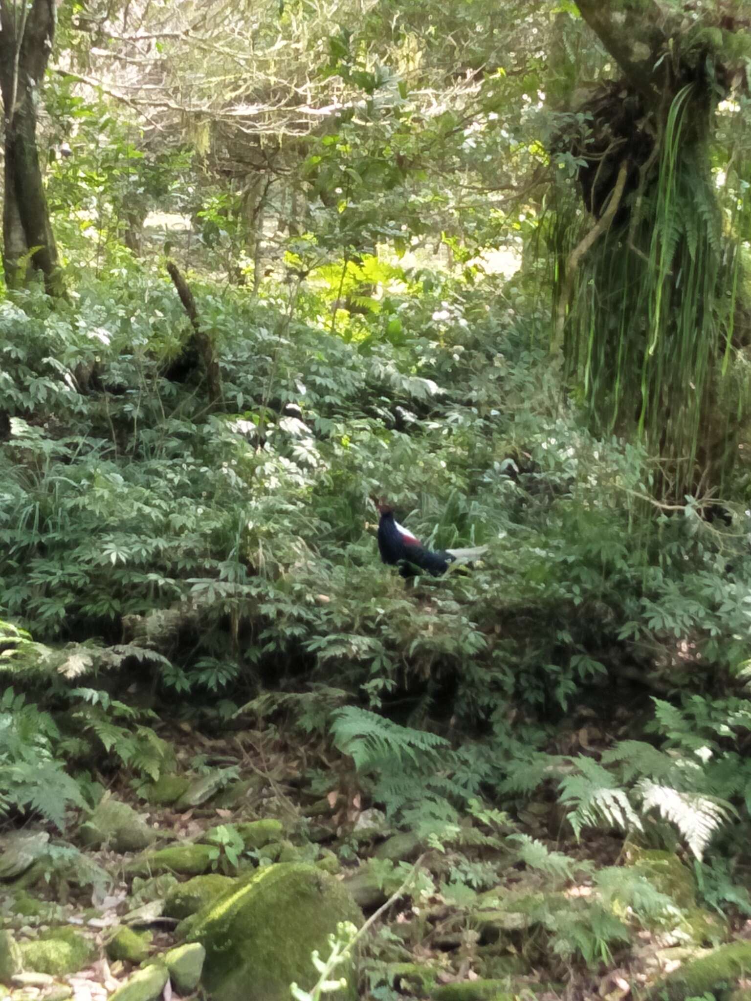 Image of Swinhoe's Pheasant