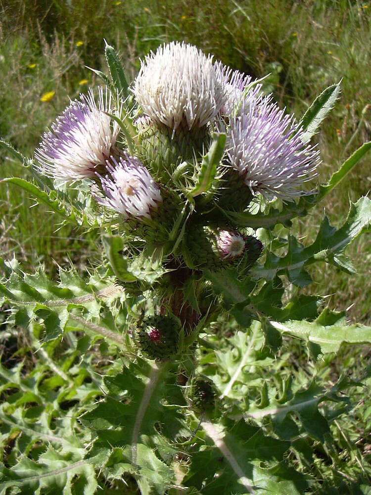 Imagem de Cirsium esculentum (Siev.) C. A. Mey.