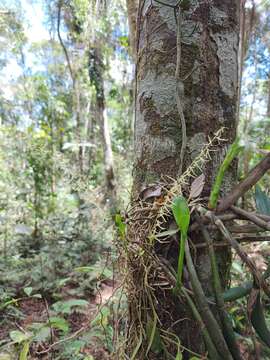 Image of Anathallis sclerophylla (Lindl.) Pridgeon & M. W. Chase