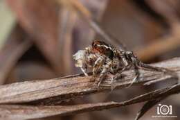 Image of Habronattus alachua Griswold 1987