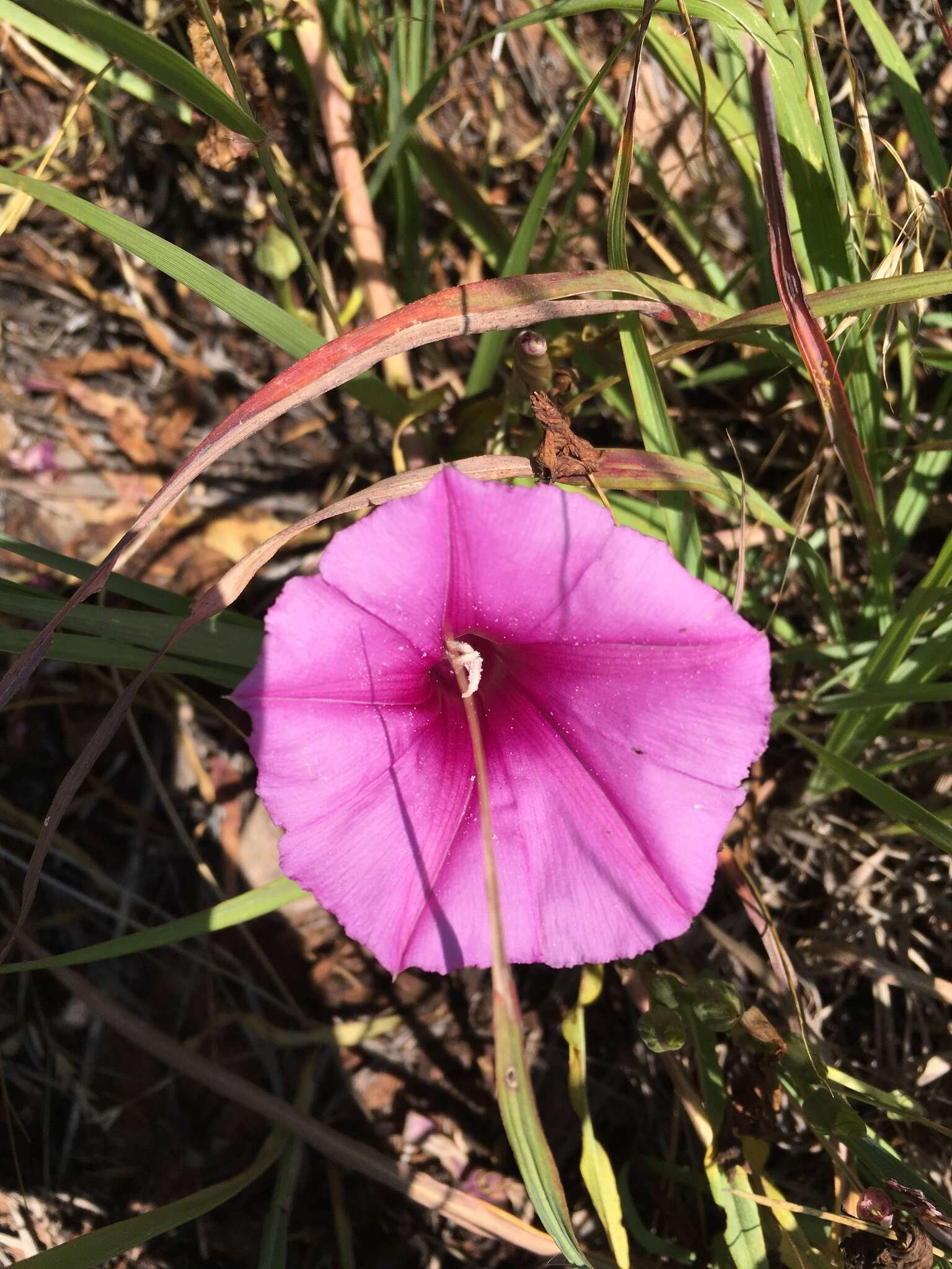 Ipomoea leptophylla Torr.的圖片