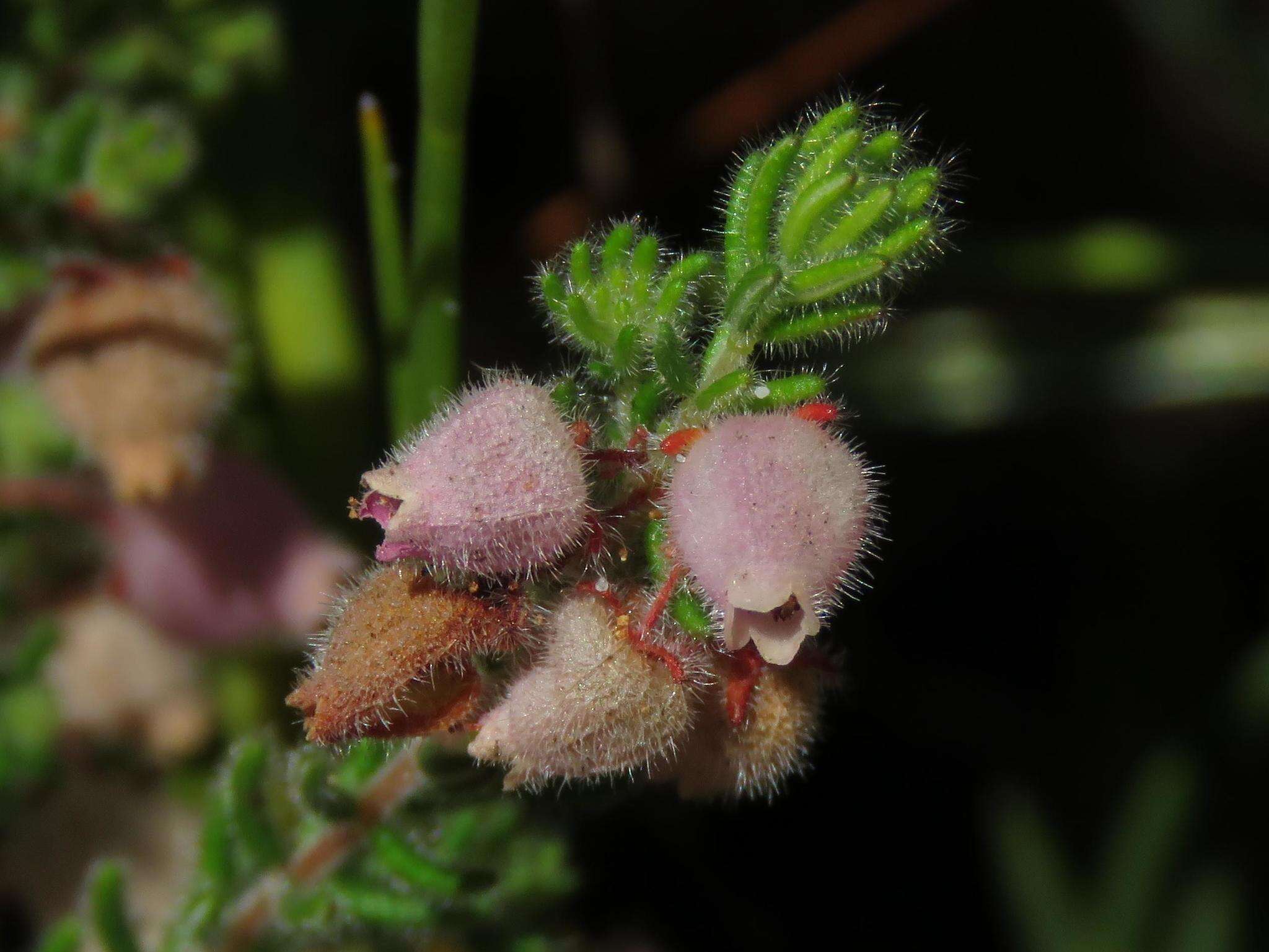 Image of Erica hirtiflora var. hirtiflora