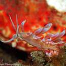 Image of Sea slug