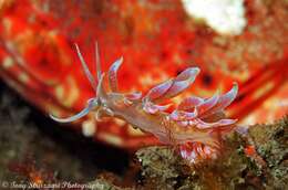 Image of Sea slug