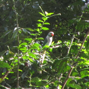 Image of Blue-winged Parakeet