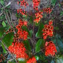 Image de Combretum grandiflorum G. Don