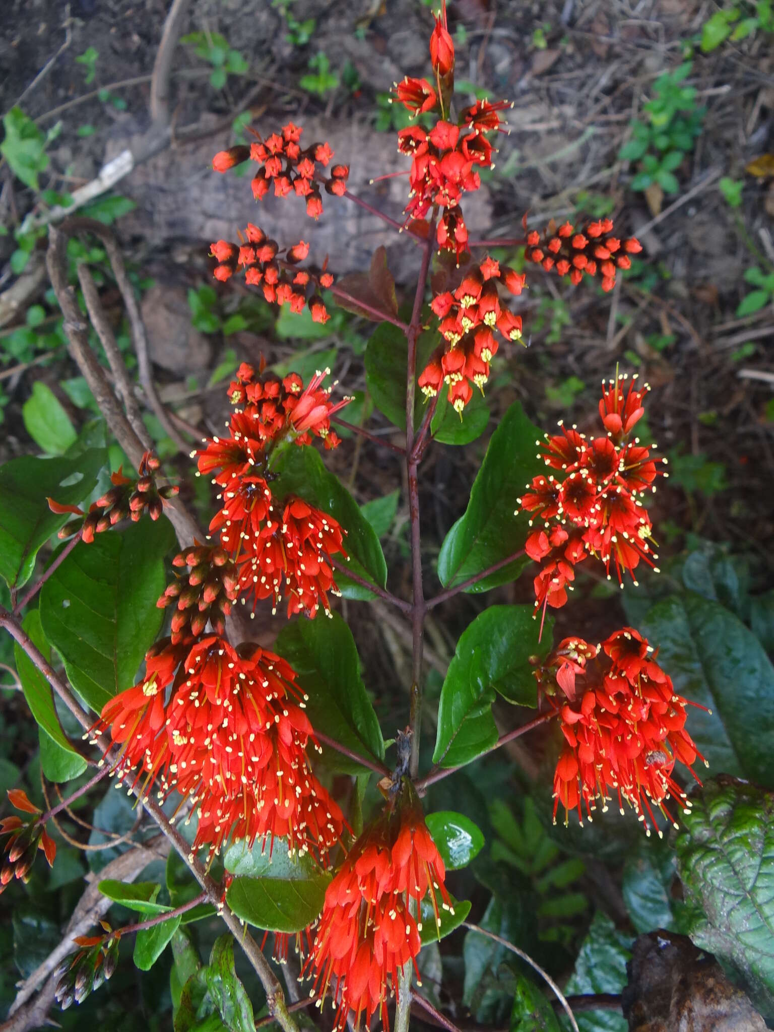Image of showy combretum