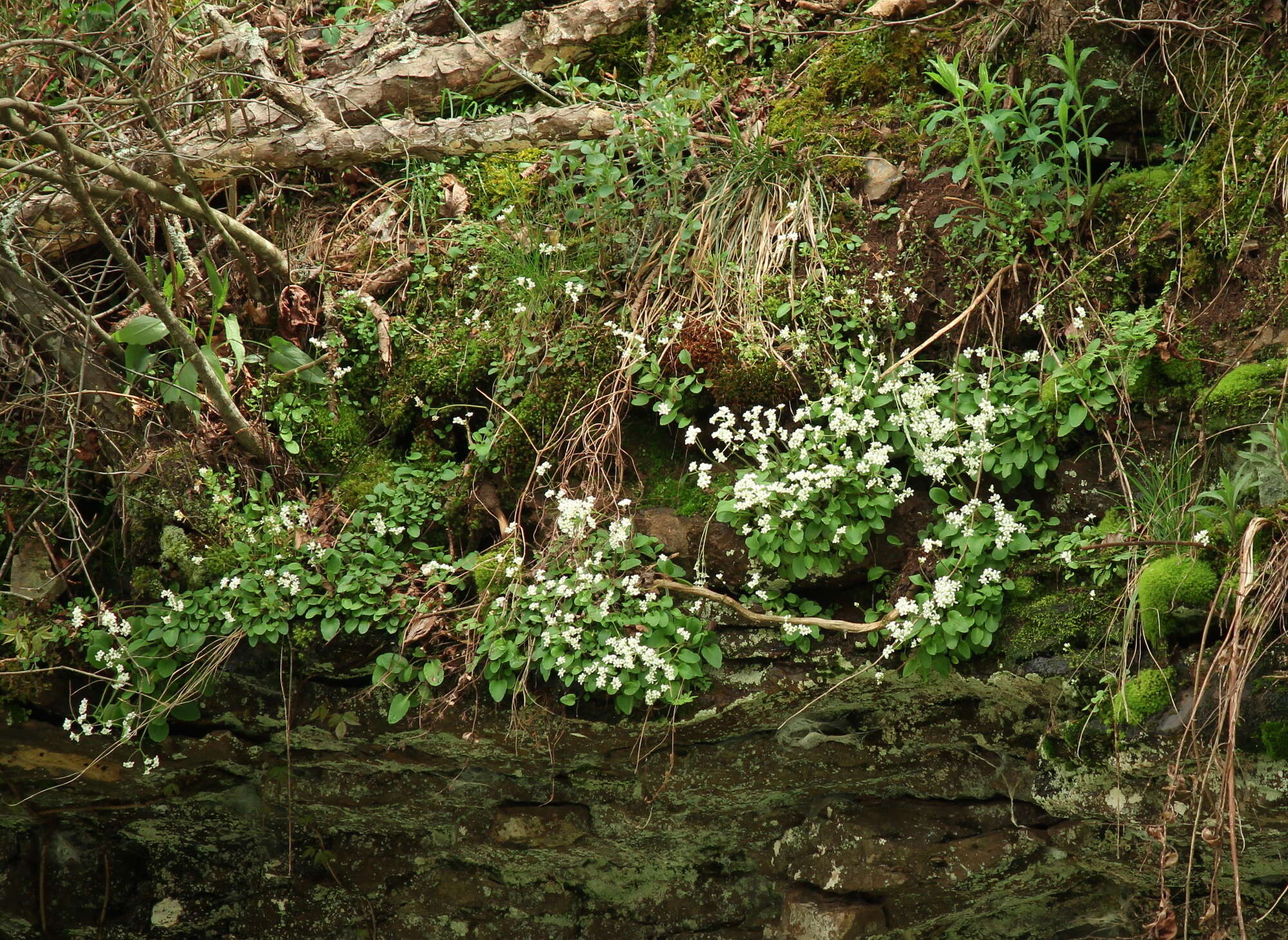 Imagem de Micranthes palmeri (Bush) Brouillet & Gornall