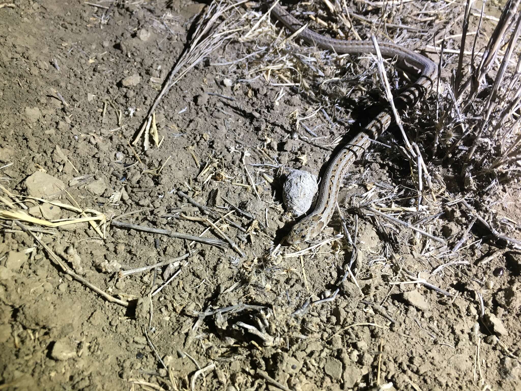 Image of Black-headed Scaly Foot