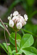 Trifolium clypeatum L.的圖片