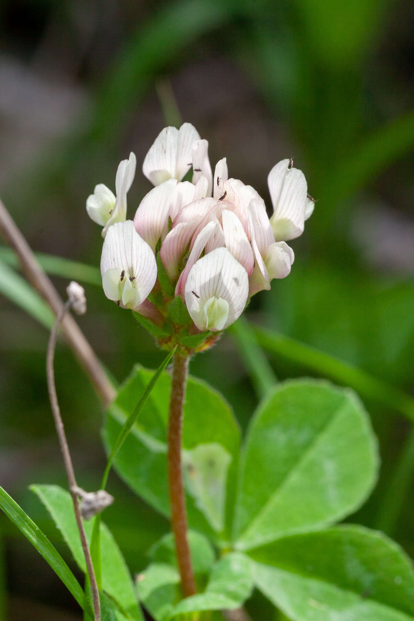 Image of shield clover