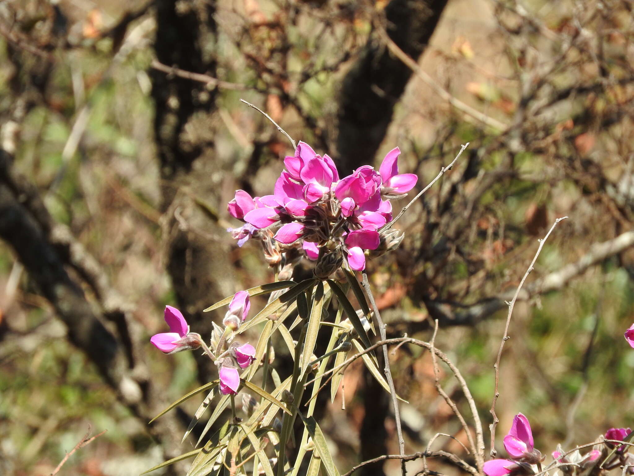 Image of Collaea argentina Griseb.