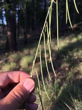 Image de Pennellia longifolia (Benth.) Rollins