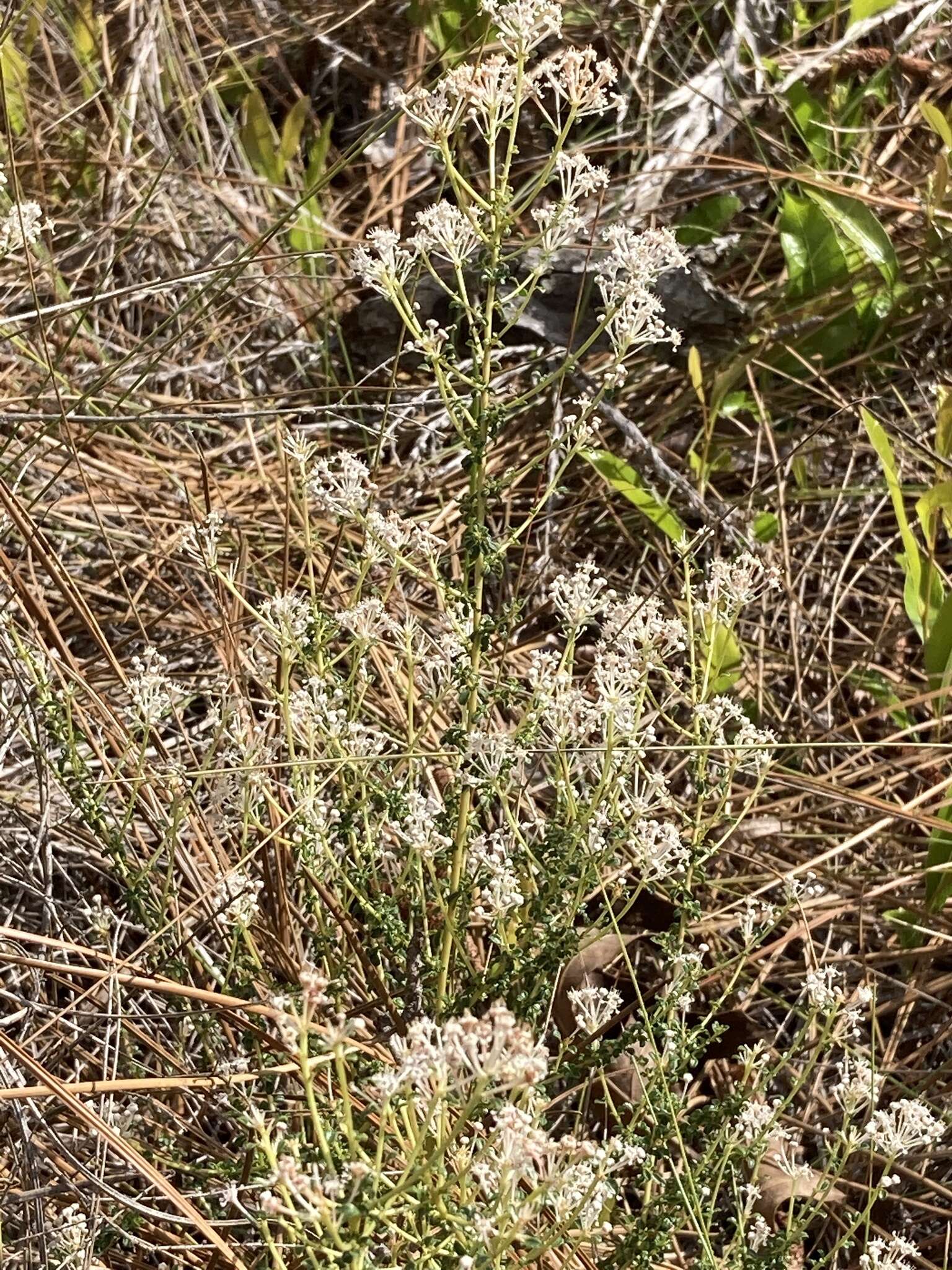 Image of littleleaf buckbrush