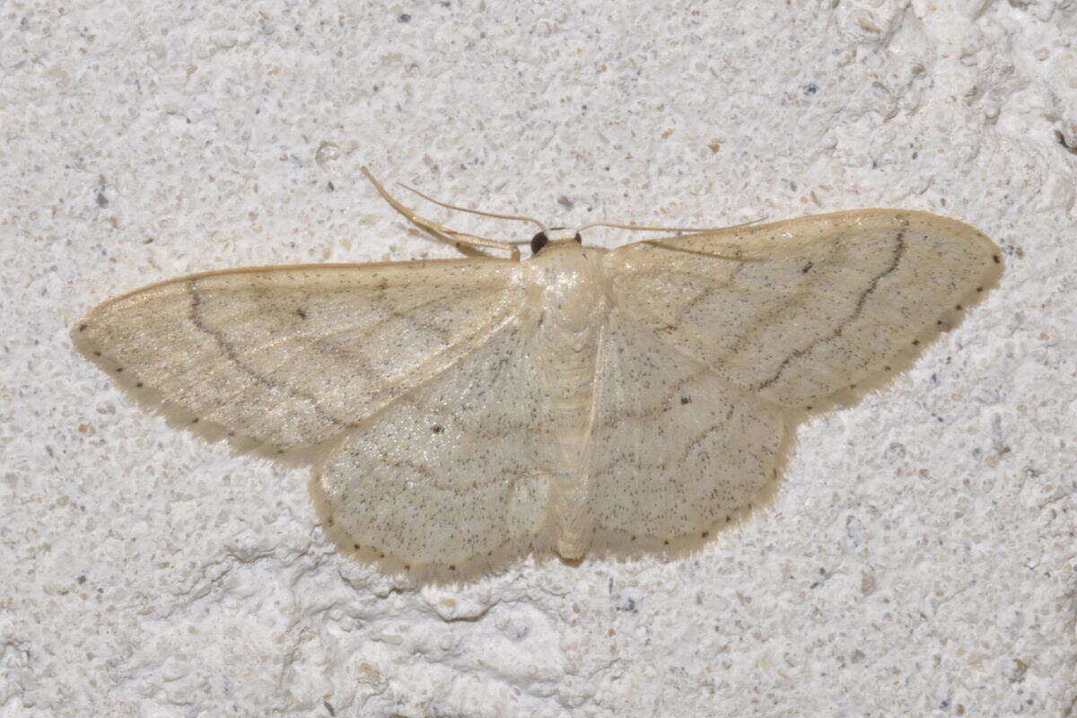 Idaea deversaria Herrich-Schäffer 1847 resmi