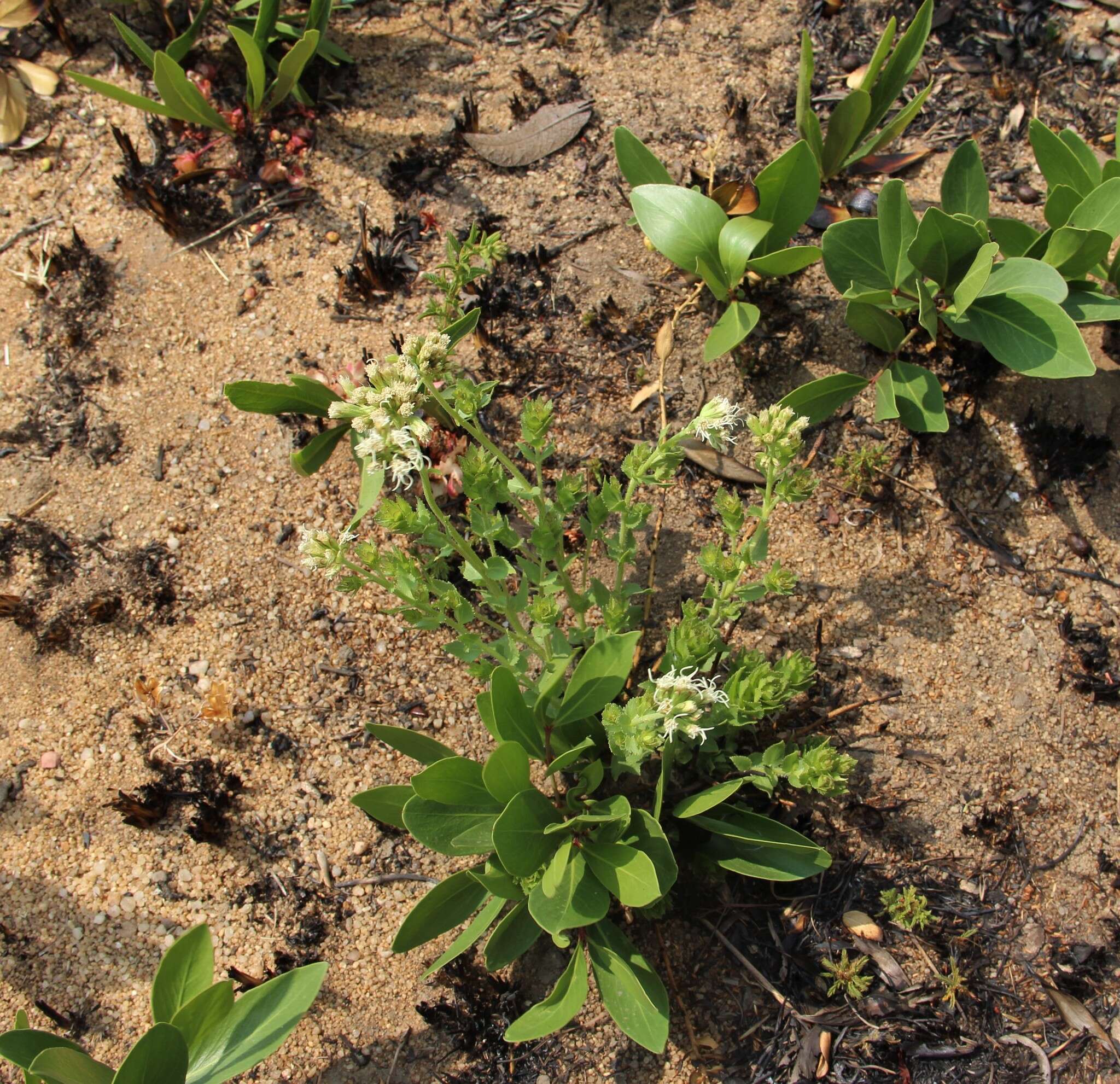 Image of <i>Stomatanthes tundavalaensis</i> D. J. N. Hind