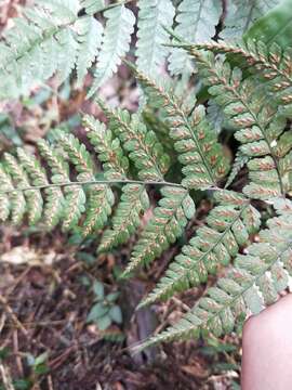 Image of Athyrium clivicola Tag.