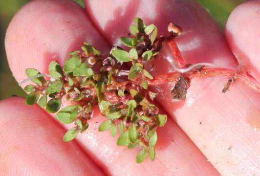 Image of Short-Seed Waterwort