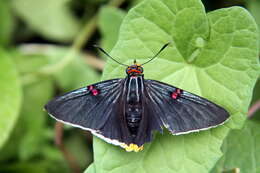 Plancia ëd Phocides polybius Fabricius 1793