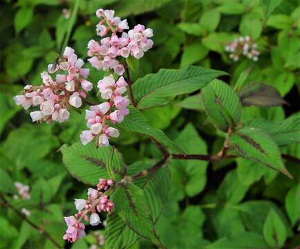 Koenigia campanulata (Hook. fil.) T. M. Schust. & Reveal resmi