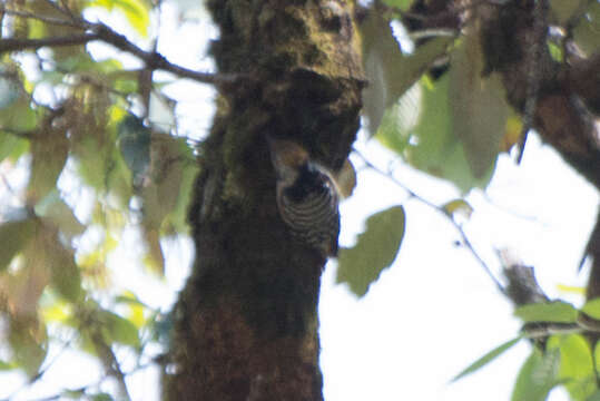 Image of Fulvous-breasted Woodpecker