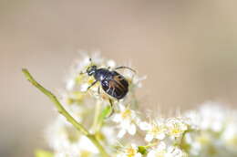 Image of Flower chafer