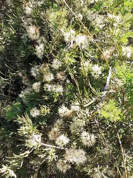 Image de Tripodanthus flagellaris (Cham. & Schltdl.) van Tiegh.