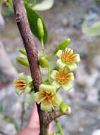 Image of Vaccinium madagascariense (Thou. ex Poir.) Sleum.